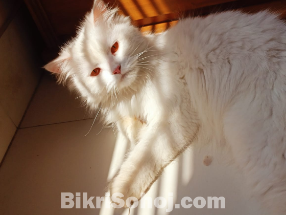 Persian Cat for sale